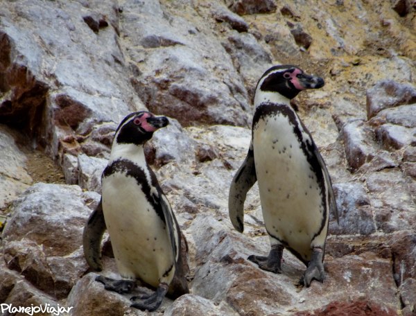Pinguins de Humboldt nas Islas Ballestas